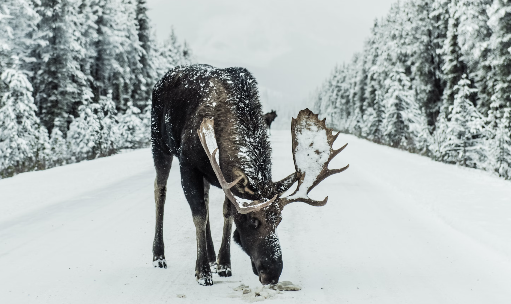 Winterwonderland-wedstrijd: De rendierenauditie